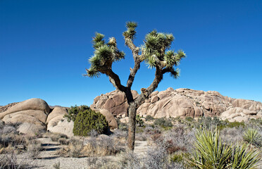 Joshhua Tree National Park