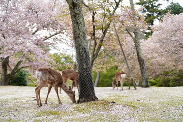 奈良公園　桜と鹿