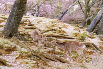 奈良公園　桜と鹿キス
