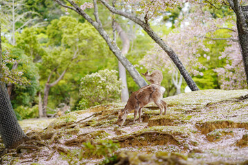 奈良公園　桜と鹿