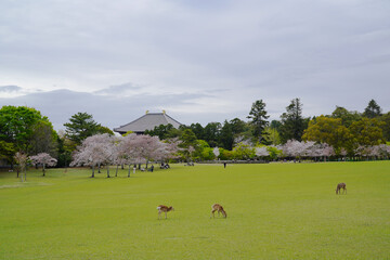 奈良公園　春日野園地の桜