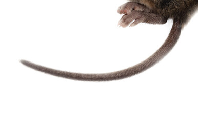 Mouse tail isolated on white background.