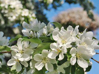 blooming tree, apple blossom