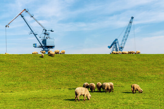 Sheep grazing on the dyke to the harbour in Orsoy, North Rhine-Westphalia, Germany