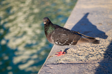 Golden eyed pigeon on the beach