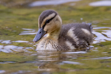 Stockenten K&uuml;ken