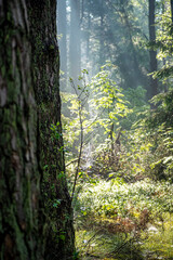 Morning sunlight illuminating pine forest. Dark tree trunk bark, bright green foliage, misty air in the woods. Selective focus on the details, blurred background.