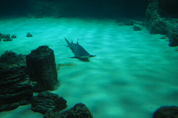 Aquarium fish. Shark in the aquarium. Close-up.