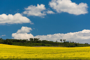 Obraz premium A rapeseed yellow field with a beautiful blue sky and large white clouds. Panoramic bright natural background. Summer sultry landscape. Cultivation of rapeseed, mustard for the production of oil.
