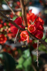 Blooming Japanese quince, red flowers of Chaenomeles japonica in winter