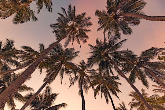 Relaxing coconut tree at tropical coast. Tropical beach background with palm trees silhouette at sunset. Vintage tone effect. Tropical nature landscape with colorful sky. Amazing wallpaper postcard