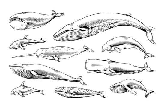 Hand drawn whales. Ocean animal vintage sketch. Narwhal beluga cachalot aquatic species. Marine mammals. Humpback and dolphin. Underwater swimming giant creatures. Vector sea fauna set