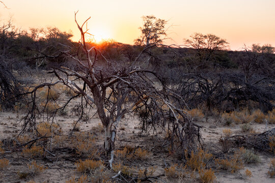 Sunset in the Savannah near Omaruru in the Erongo Region of Namibia; Africa with dry Shrubs and Trees