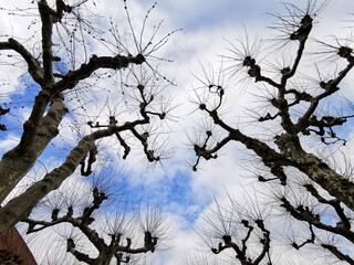 tree branches against blue sky - 490846896