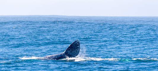 Fototapeta premium The Giant tail fin of a grey whale surfacing off the coast of california.