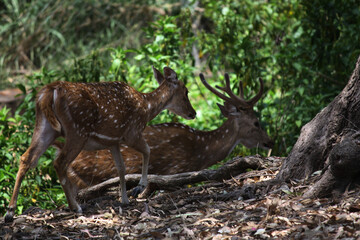 Cheetal or spotted deer (Axis axis) roaming in the forest : (pix SShukla)