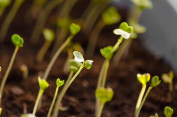 growing plant. Sprout growth process on the soil