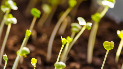 growing plant. Sprout growth process on the soil