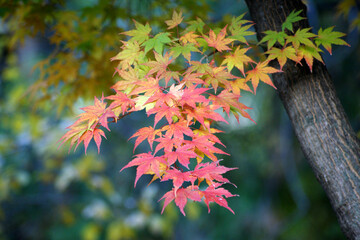 The maple leaves that turn green to red.