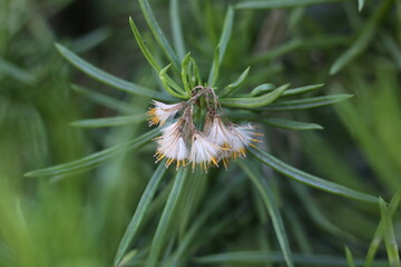 flower in the grass