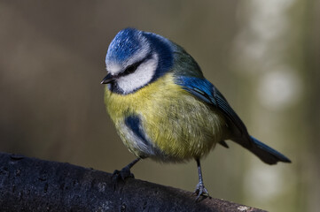 Blue Tit