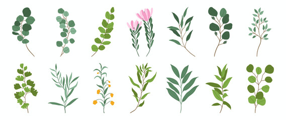 Collection of botanical elements in flat color. Set of eucalyptus leaf, wildflowers, plants, branches, leaves and herb. Hand drawn of foliage vectors for decor, website, graphic and shop.