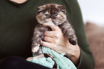 Niedliche Britisch Kurzhaar Kitten Katzenbabys