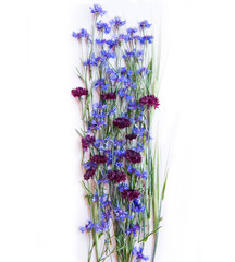 Blue cornflowers on a white background as a symbol of the world. And black cornflowers as hostilities. Conceptual photo of a combination of blue and black colors as a struggle of light and darkness.