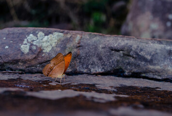 Butterfly on a rock in Khao Yai National Park, a World Heritage Site