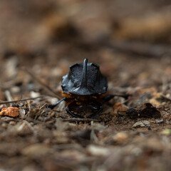 Rhino Beetle male, Rhinoceros Beetle.