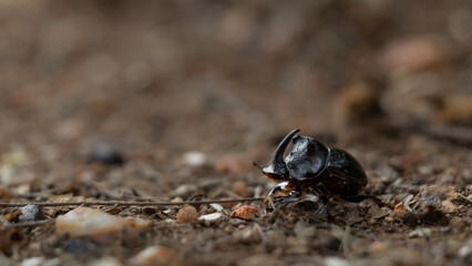 Rhino Beetle male, Rhinoceros Beetle.