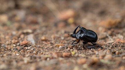 Rhino Beetle male, Rhinoceros Beetle.