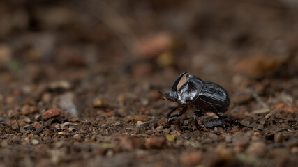 Rhino Beetle male, Rhinoceros Beetle.