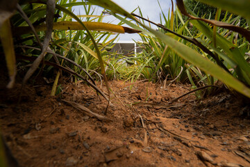 A very Low angle shot through some shrubs in a garden looking like a miniature world where superheroes would have a battle