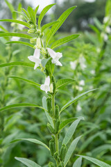 Sesame seed flower on tree in the field