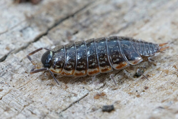 Closeup on a fast woodlouse, Philoscia muscorum, sitting on a piece of wood