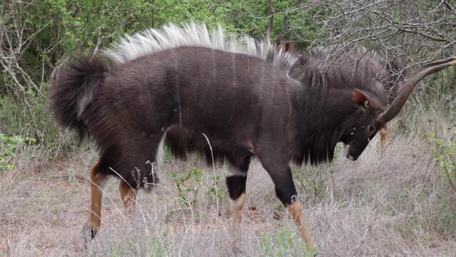 Nyala bulls sizing each other up