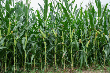 Fototapeta premium green corn field in agricultural garden 