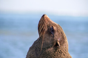 Lonely brown fur seal sits on the ocean on a sunny morning