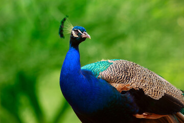 Close up of the cute peacock (large  bird) on a green background