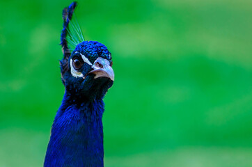 Naklejka premium Portrait of a wild beautiful peacock on a blur green background on a sunny day