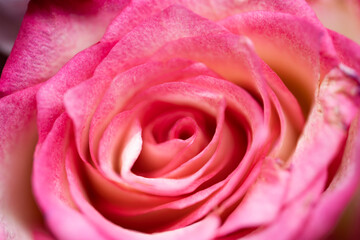 beautiful lush pink rose with stunning patterns on the inside of the flower with a shallow depth of field to give it a dreamy effect and showing the textures in nature with pastel colors