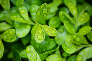 Plant Leaf with water drops