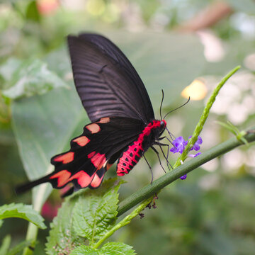 Papillon, probablement un "Pachliopta aristolochiae", vue ventrale de profil, rouge et noir, pos&eacute; sur une branche et butinant de petites fleurs bleues