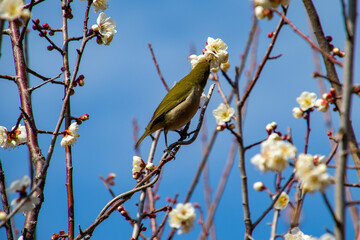 春の訪れとメジロ
