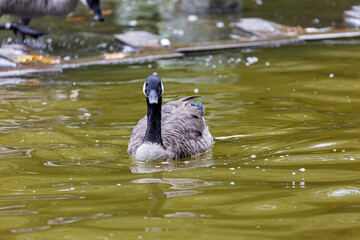 Canadian goose swimming  the water in park