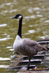 Canadian goose neat to the water in park