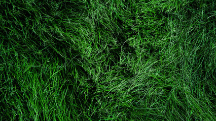 The texture of green grass surface for the background