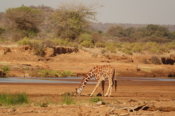 Giraffe trinkt im Fluß Samburu National Reserve Kenia