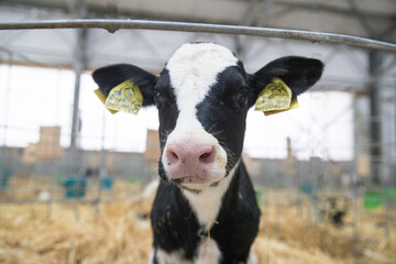 Calves, young animals of both sexes under the age of one year. Young individuals belong to...